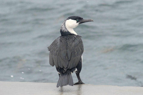 Black-faced Cormorant (Phalacrocorax fuscescens)